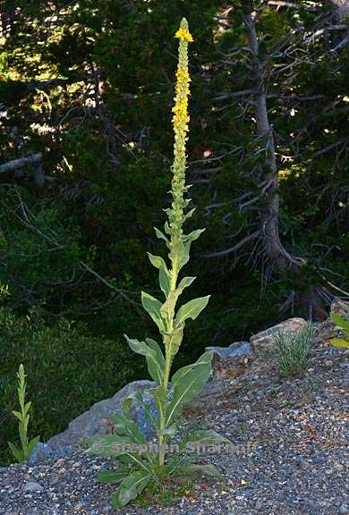 verbascum thapsus 2 graphic